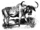 Wild Bull (Bos gayaeus) or `ox`